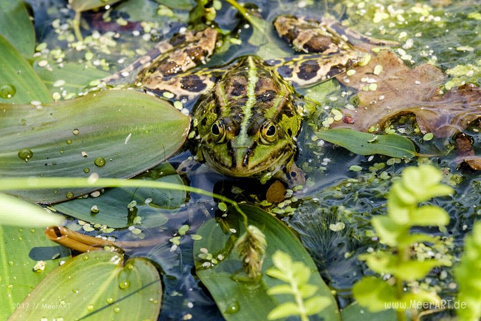 Das künstlich angelegte NABU Wasservogelreservat Wallnau im Westen der Ostseeinsel Fehmarn // Foto: MeerART