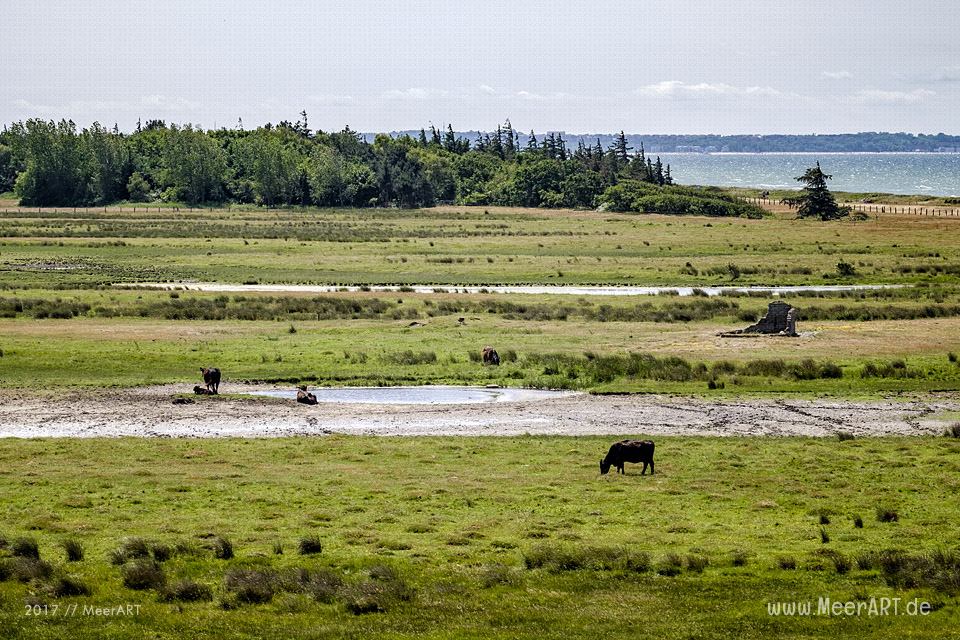 Das künstlich angelegte NABU Wasservogelreservat Wallnau im Westen der Ostseeinsel Fehmarn // Foto: MeerART
