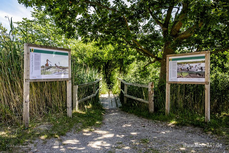 Das künstlich angelegte NABU Wasservogelreservat Wallnau im Westen der Ostseeinsel Fehmarn // Foto: MeerART