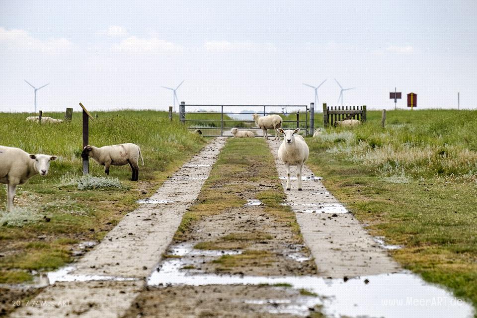Ausflug zur Hamburger Hallig an der Westküste in Nordfriesland // Foto: MeerART