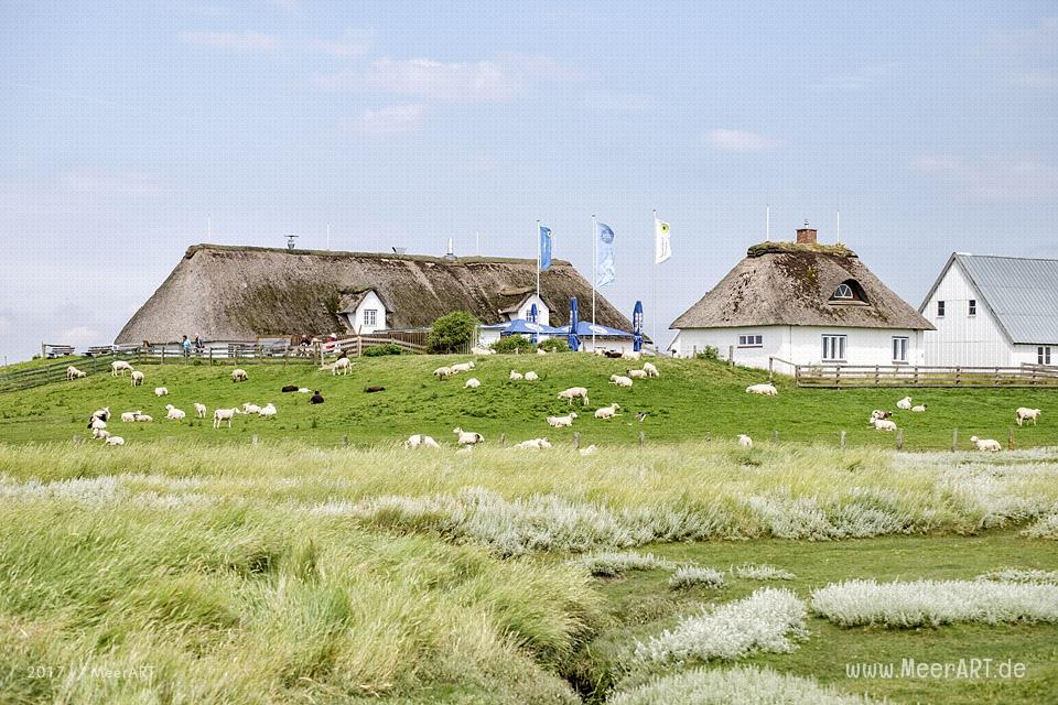 Ausflug zur Hamburger Hallig an der Westküste in Nordfriesland // Foto: MeerART / Ralph Kerpa