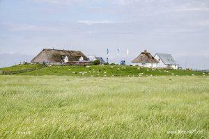 Ausflug zur Hamburger Hallig an der Westküste in Nordfriesland // Foto: MeerART / Ralph Kerpa