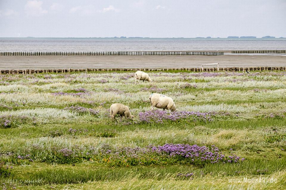 Ausflug zur Hamburger Hallig an der Westküste in Nordfriesland // Foto: MeerART / Ralph Kerpa