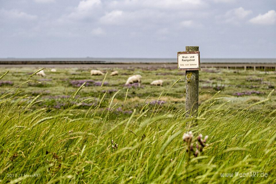 Ausflug zur Hamburger Hallig an der Westküste in Nordfriesland // Foto: MeerART / Ralph Kerpa