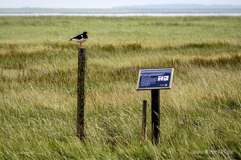 Ausflug zur Hamburger Hallig an der Westküste in Nordfriesland // Foto: MeerART
