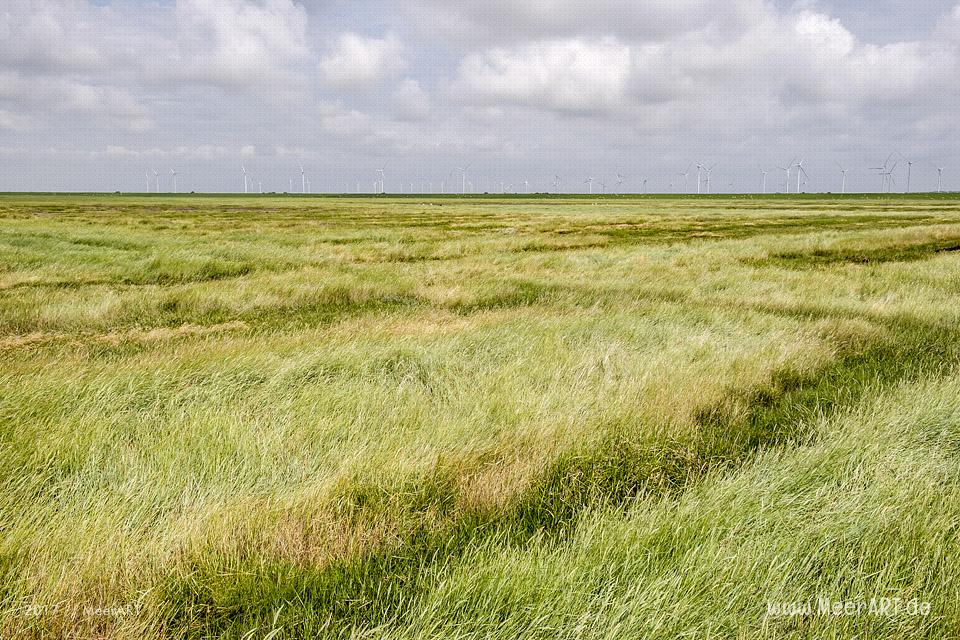 Ausflug zur Hamburger Hallig an der Westküste in Nordfriesland // Foto: MeerART / Ralph Kerpa