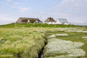 Ausflug zur Hamburger Hallig an der Westküste in Nordfriesland - Das Motiv ist als Wandbild vom Meer bei uns erhältlich // Foto: MeerART / Ralph Kerpa