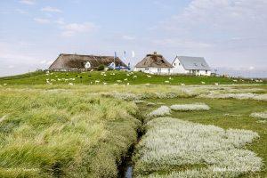 Ausflug zur Hamburger Hallig an der Westküste in Nordfriesland // Foto: MeerART / Ralph Kerpa