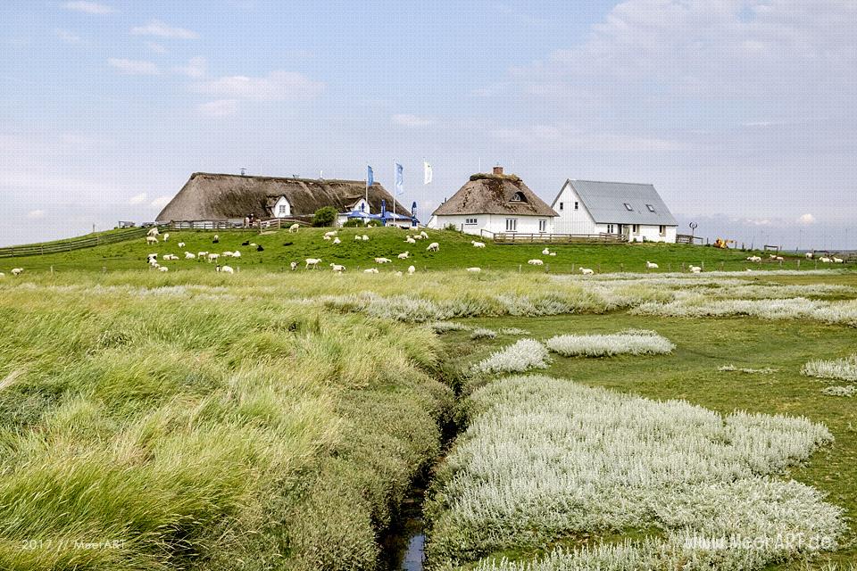 Ausflug zur Hamburger Hallig an der Westküste in Nordfriesland // Foto: MeerART / Ralph Kerpa