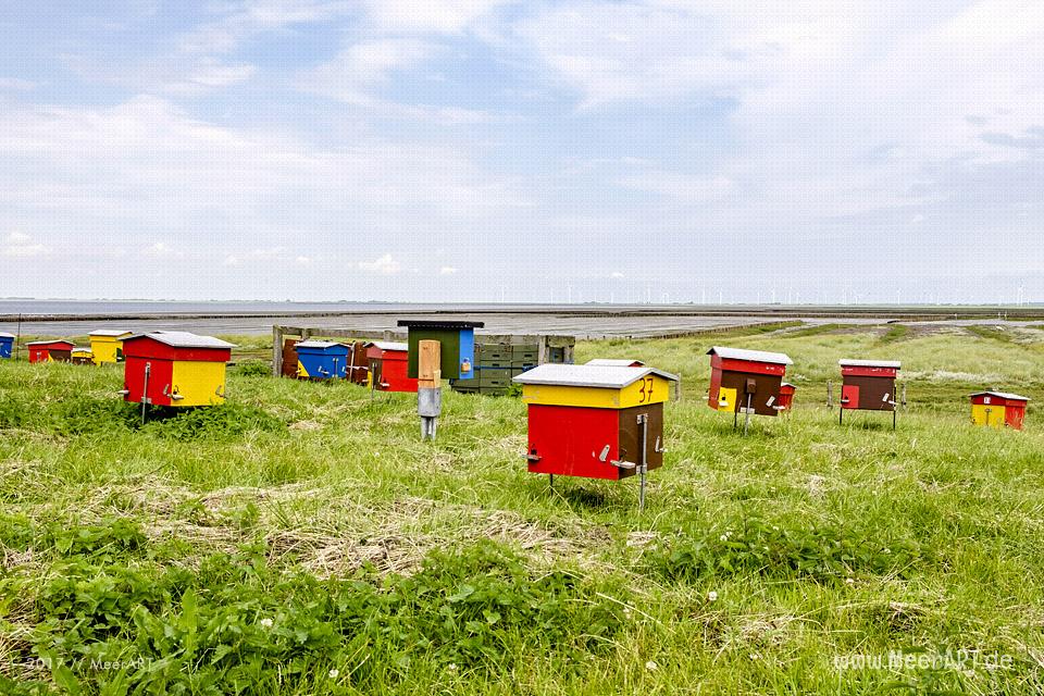 Ausflug zur Hamburger Hallig an der Westküste in Nordfriesland // Foto: MeerART / Ralph Kerpa
