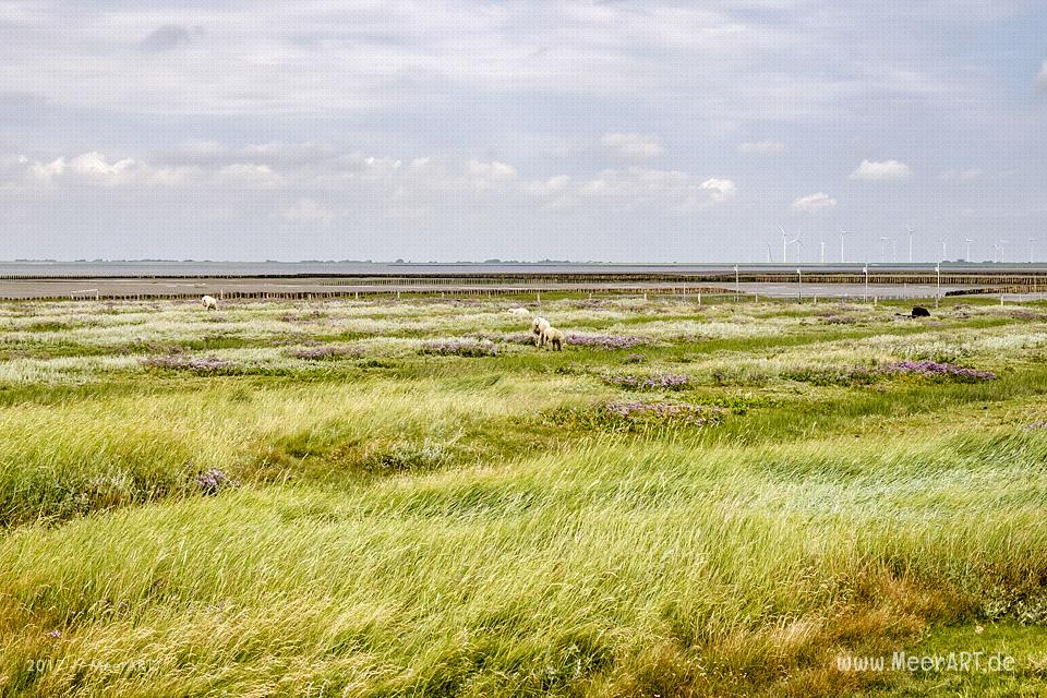 Ausflug zur Hamburger Hallig an der Westküste in Nordfriesland // Foto: MeerART / Ralph Kerpa