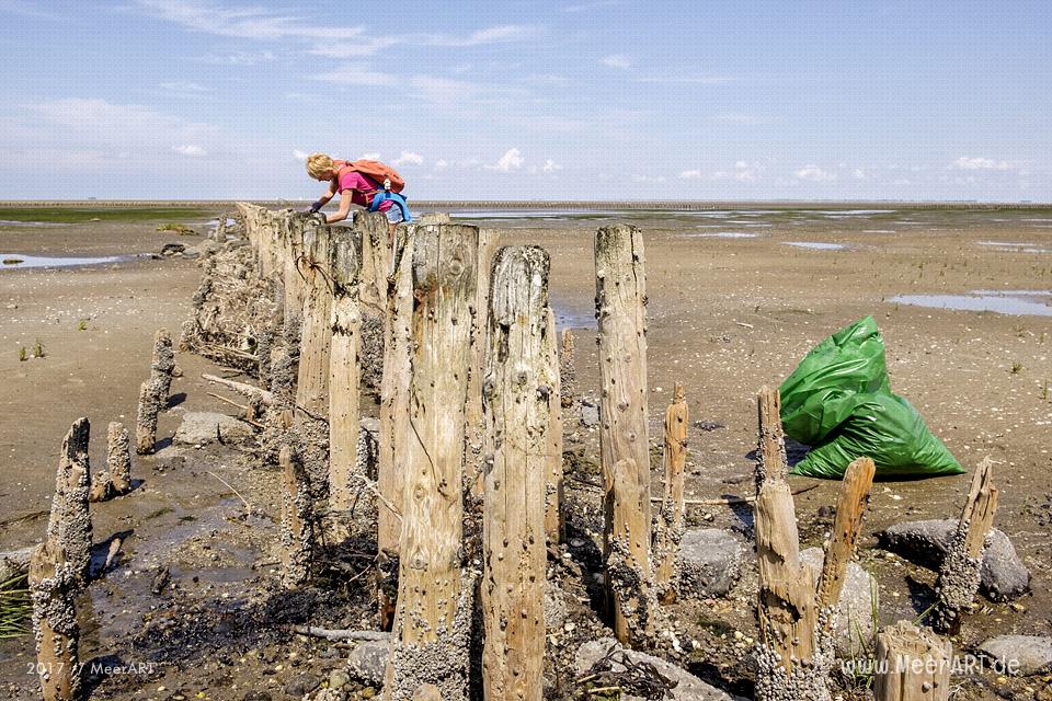 Müllsammelaktion beim Nordfriesland Daag am 14.07.2017 in Westerhever zwischen Stufhusen und der Lammerswarft // Foto: MeerART
