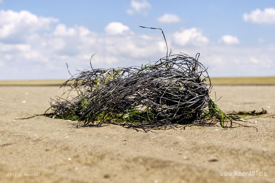 Müllsammelaktion beim Nordfriesland Daag am 14.07.2017 in Westerhever zwischen Stufhusen und der Lammerswarft // Foto: MeerART / R. Kerpa