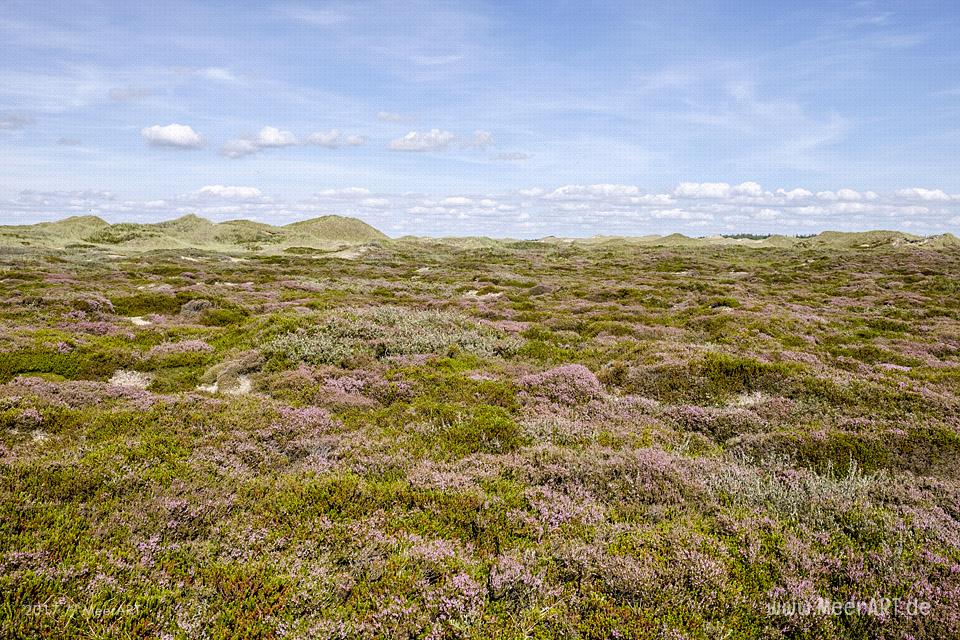 Eine grandiose InselAuszeit auf Amrum mit einer ganz besonderen Überraschung // Foto: Ralph Kerpa