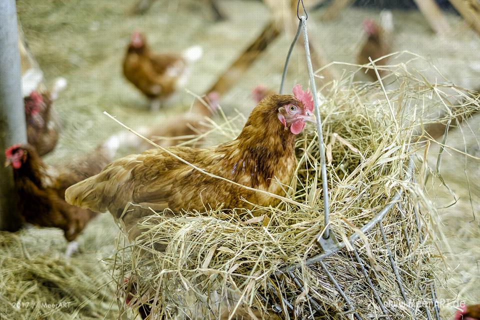 Eröffnung des Geheges und die offizielle Übergabe der Turopoljes mit einem anschließendem Hoffest // Foto: MeerART
