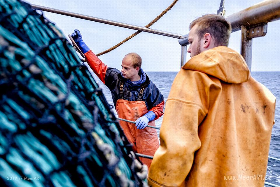 Auf Fangfahrt vor Fehmarn mit Mike Hilger und seiner Crew auf der "SB4 ANDREA" // Foto: Ralph Kerpa