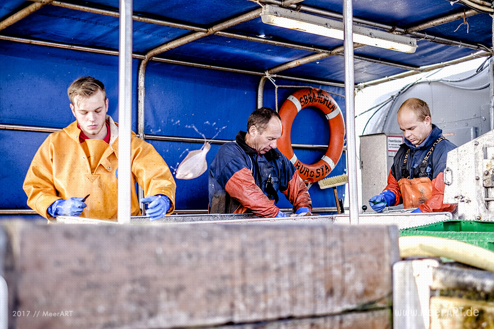 Auf Fangfahrt vor Fehmarn mit Mike Hilger und seiner Crew auf der "SB4 ANDREA" // Foto: Ralph Kerpa