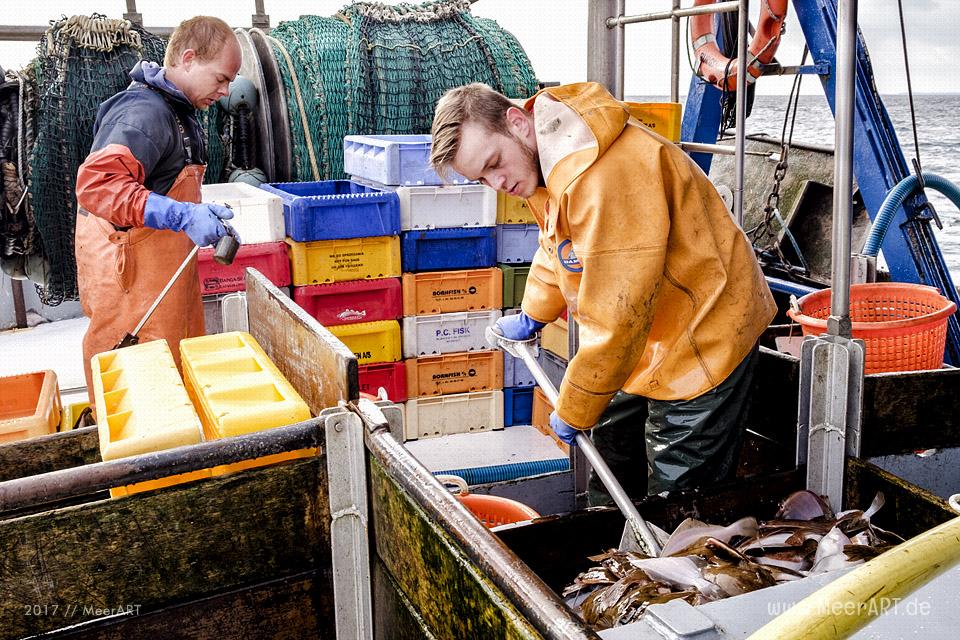 Auf Fangfahrt vor Fehmarn mit Mike Hilger und seiner Crew auf der "SB4 ANDREA" // Foto: Ralph Kerpa
