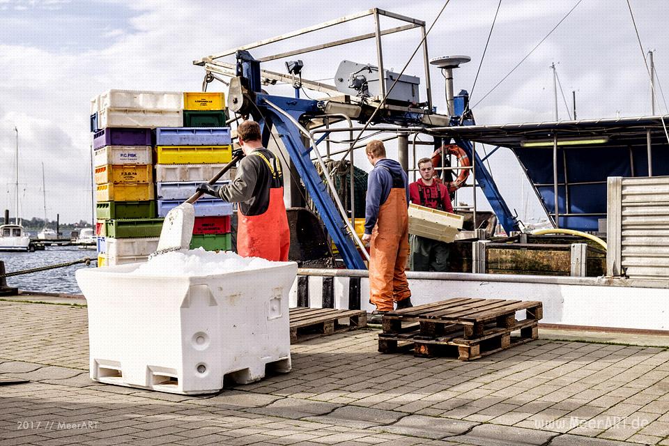 Auf Fangfahrt vor Fehmarn mit Mike Hilger und seiner Crew auf der "SB4 ANDREA" // Foto: Ralph Kerpa