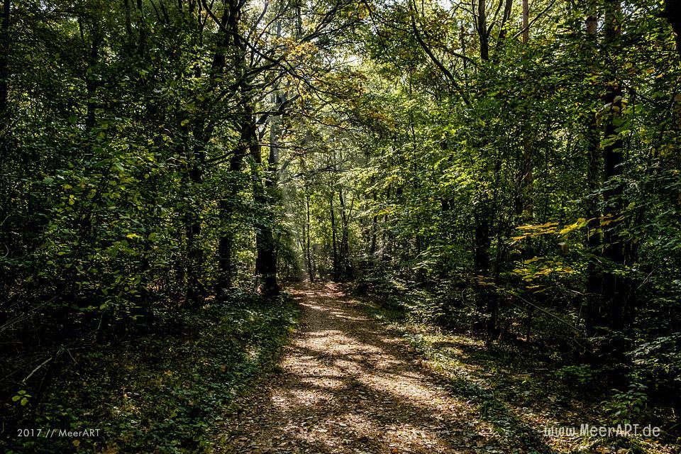 Naturschutzgebiet am HOHEN ELBUFER zwischen Tesperhude und Lauenburg // Foto: Ralph Kerpa