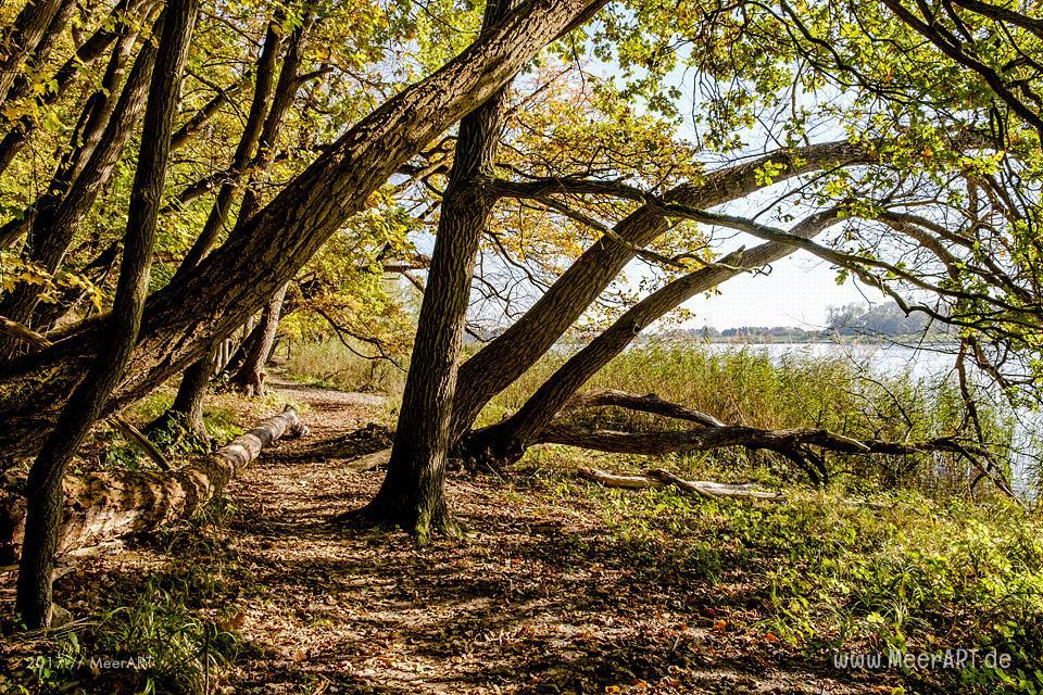 Naturschutzgebiet am HOHEN ELBUFER zwischen Tesperhude und Lauenburg // Foto: Ralph Kerpa