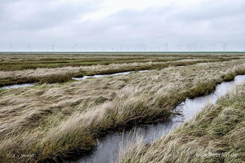 Besuch der Hamburger Hallig in der Wintersaison // Foto: Ralph Kerpa