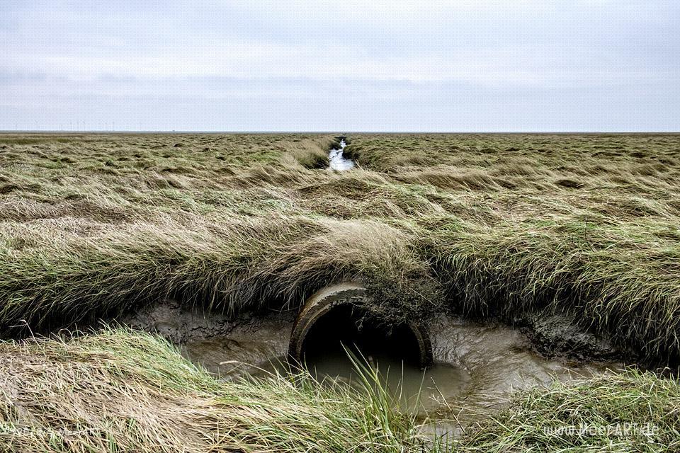 Besuch der Hamburger Hallig in der Wintersaison // Foto: Ralph Kerpa