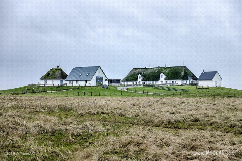 Besuch der Hamburger Hallig in der Wintersaison // Foto: Ralph Kerpa