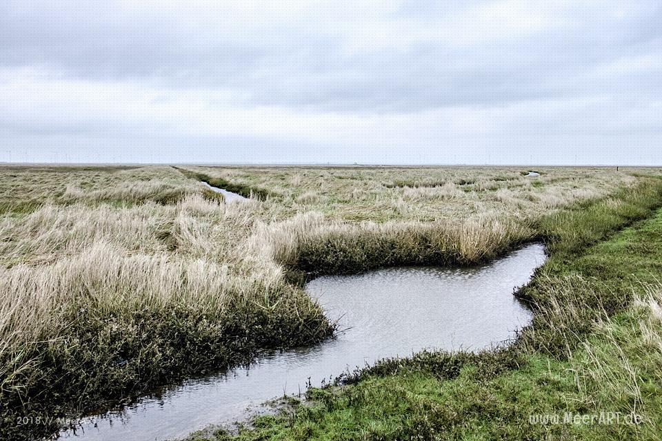 Besuch der Hamburger Hallig in der Wintersaison // Foto: Ralph Kerpa