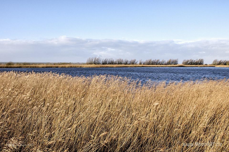 Das Naturschutzgebiet Beltringharder Koog in Nordfriesland // Foto: Ralph Kerpa