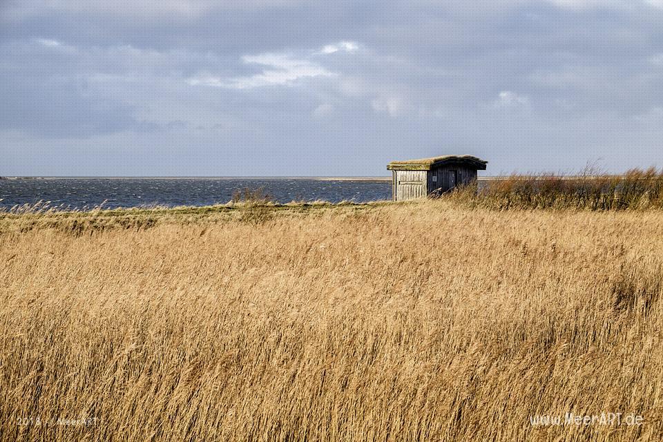 Das Naturschutzgebiet Beltringharder Koog in Nordfriesland // Foto: Ralph Kerpa