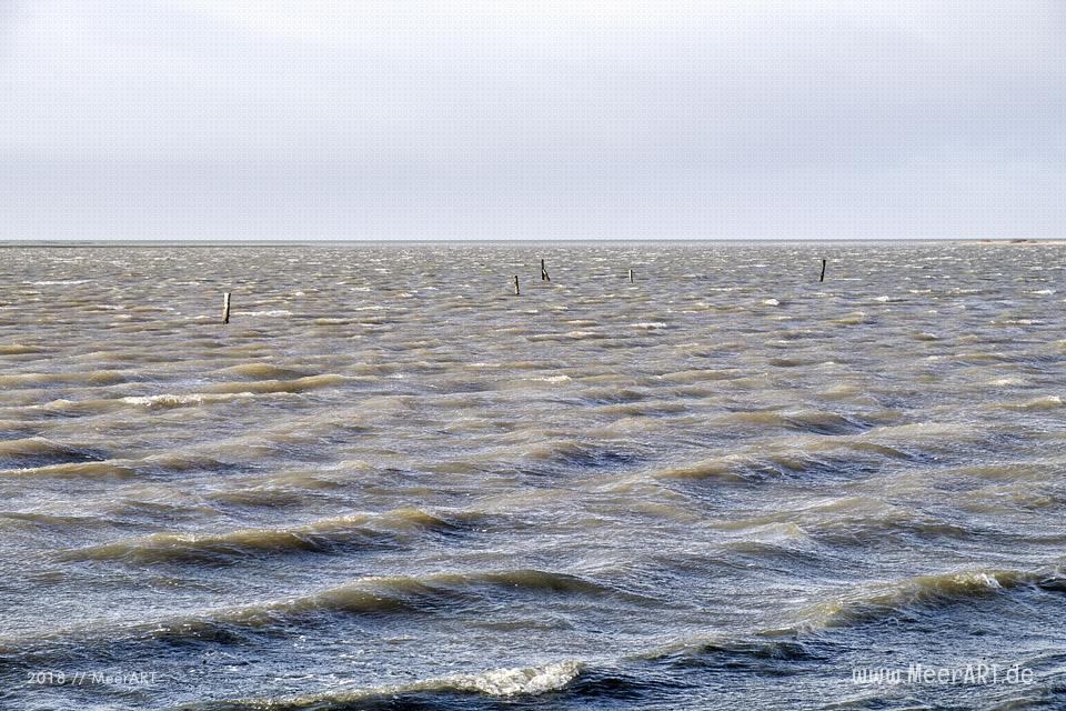 Das Naturschutzgebiet Beltringharder Koog in Nordfriesland // Foto: Ralph Kerpa