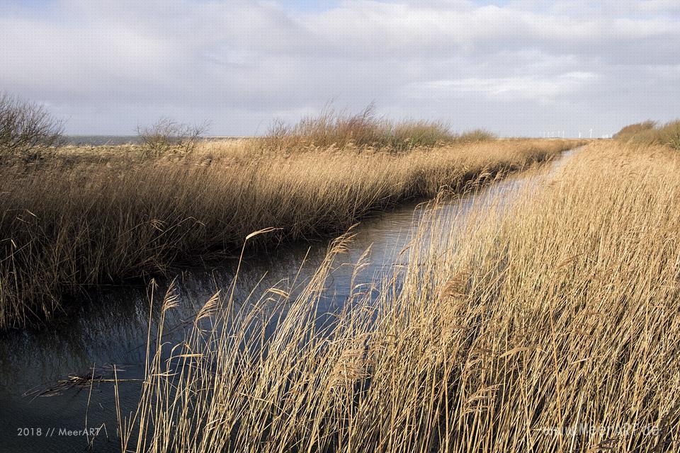 Das Naturschutzgebiet Beltringharder Koog in Nordfriesland // Foto: Ralph Kerpa