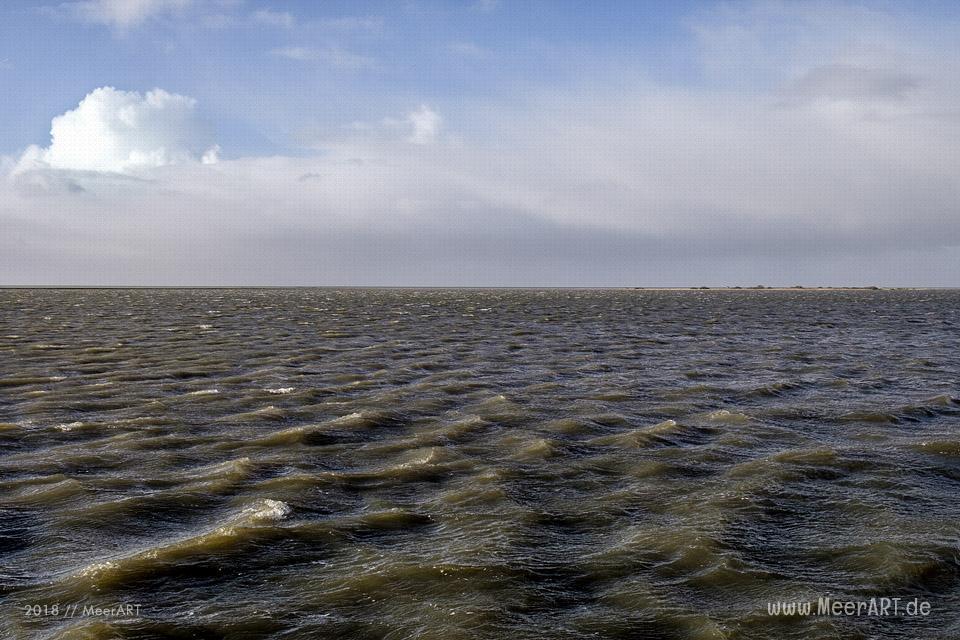 Das Naturschutzgebiet Beltringharder Koog in Nordfriesland // Foto: Ralph Kerpa