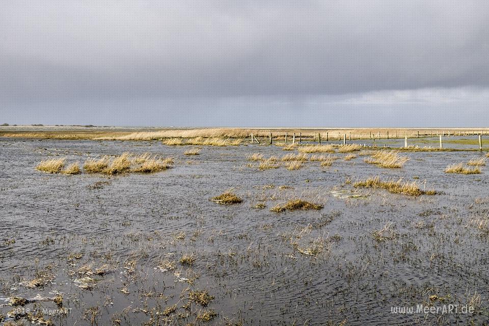 Das Naturschutzgebiet Beltringharder Koog in Nordfriesland // Foto: Ralph Kerpa