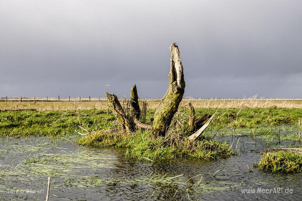 Das Naturschutzgebiet Beltringharder Koog in Nordfriesland // Foto: Ralph Kerpa