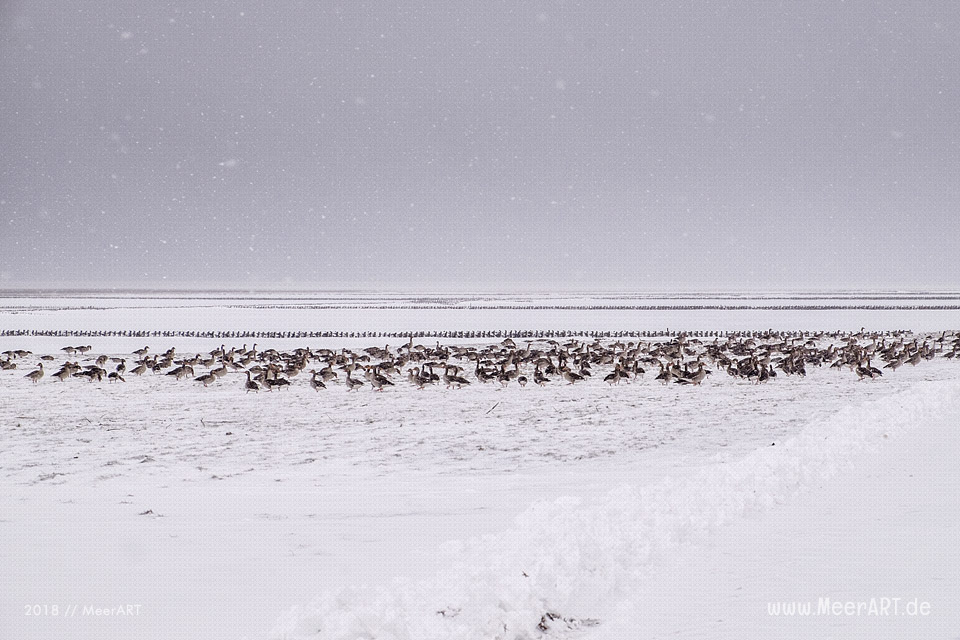 Wintereinbruch am Fährhafen Schlüttsiel in Nordfriesland // Foto: Ralph Kerpa