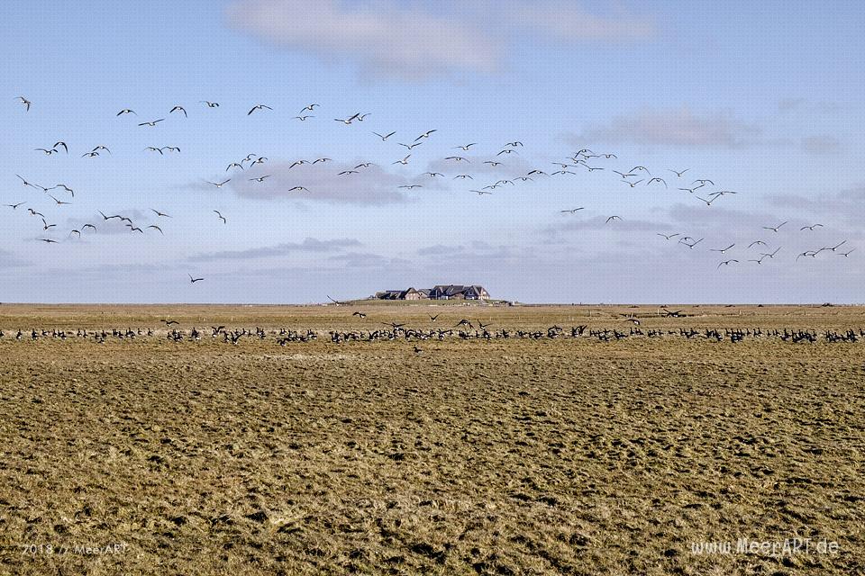 Die Hallig Langeneß im nordfriesischen Wattenmeer // Foto: MeerART / Ralph Kerpa