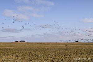 Die Hallig Langeneß im nordfriesischen Wattenmeer // Foto: MeerART / Ralph Kerpa