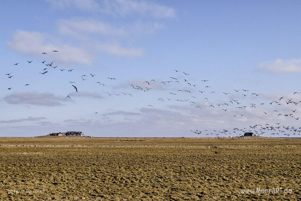 Die Hallig Langeneß im nordfriesischen Wattenmeer // Foto: MeerART / Ralph Kerpa