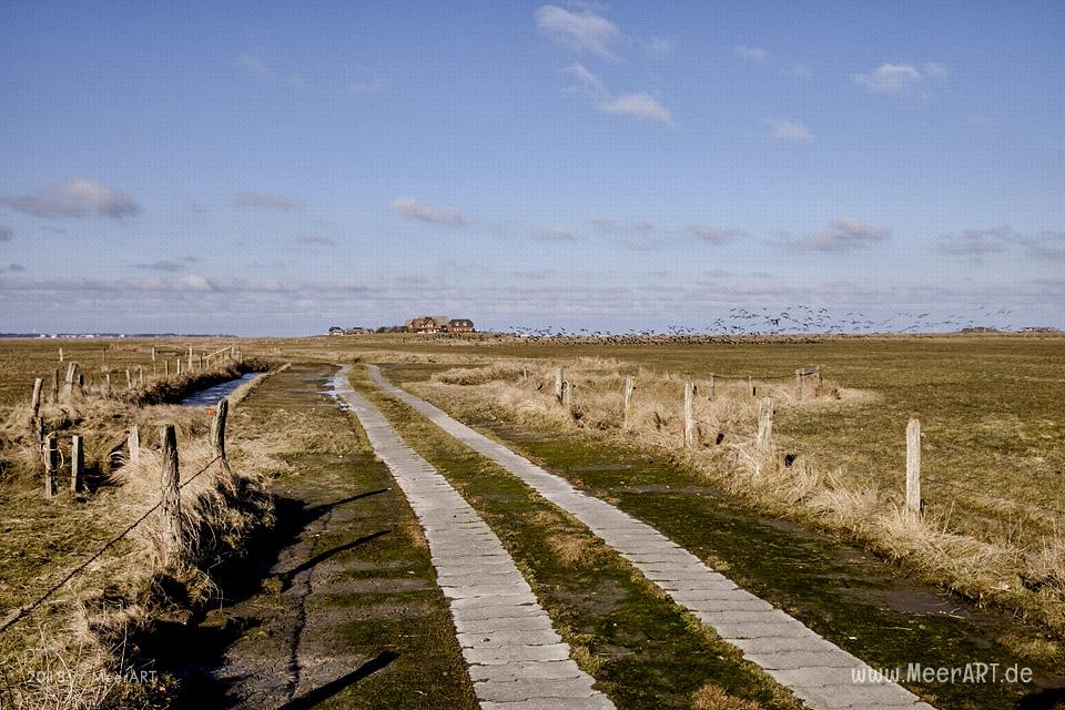 Die Hallig Langeneß im nordfriesischen Wattenmeer // Foto: MeerART / Ralph Kerpa
