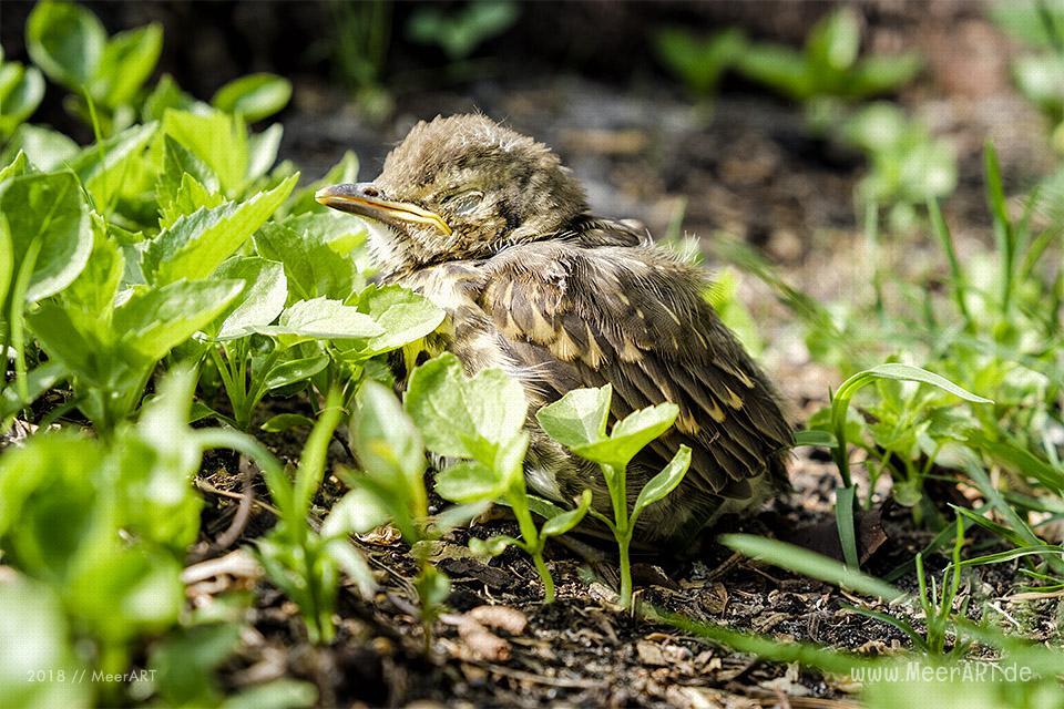 Der Frühling ist endlich da in Nordfriesland // Foto: MeerART