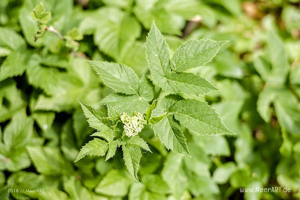 Vom gehassten Unkraut aus dem Garten zum leckeren Rezept-Tipp // Foto: MeerART