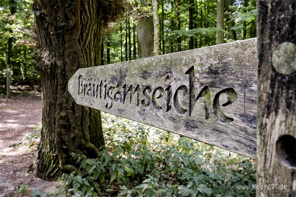 Die Bräutigameiche im Dodauer Forst bei Eutin // Foto: MeerART