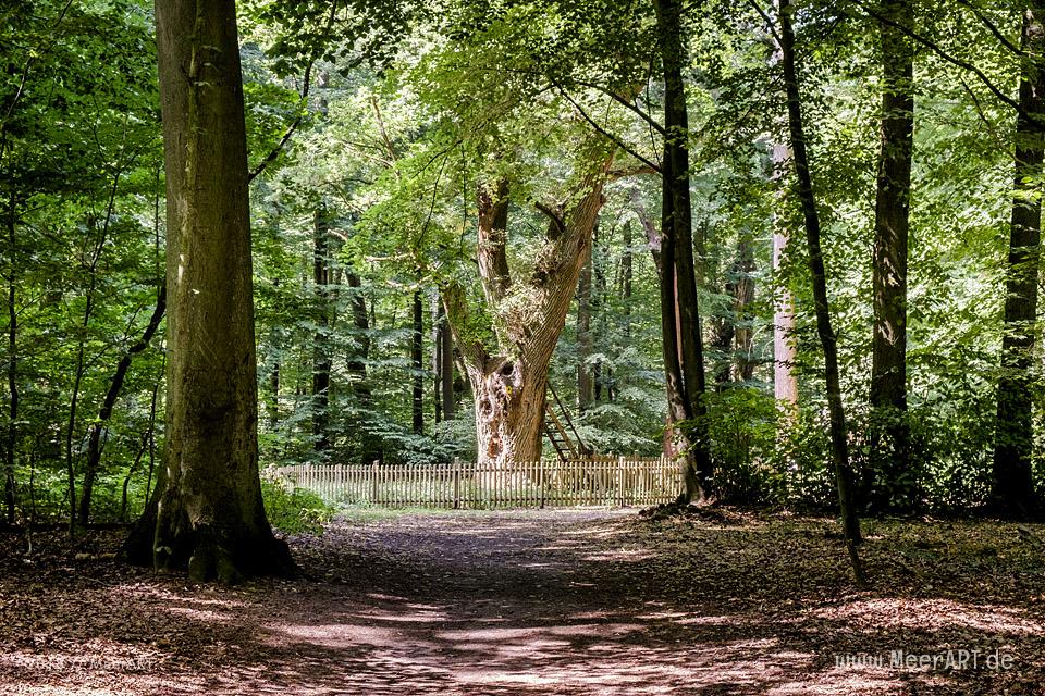 Die Bräutigameiche im Dodauer Forst bei Eutin // Foto: MeerART