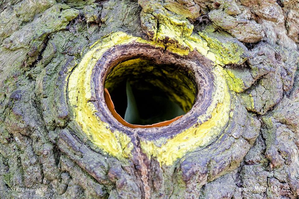 Die Bräutigameiche im Dodauer Forst bei Eutin // Foto: MeerART