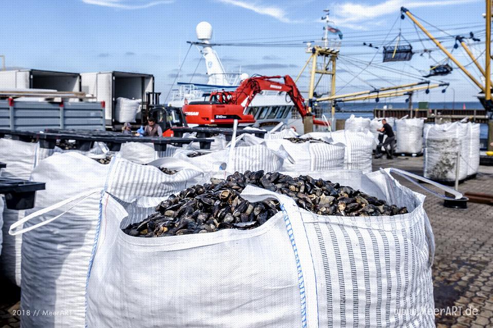 Muschelverladung im Hafen von Hörnum // Foto: MeerART