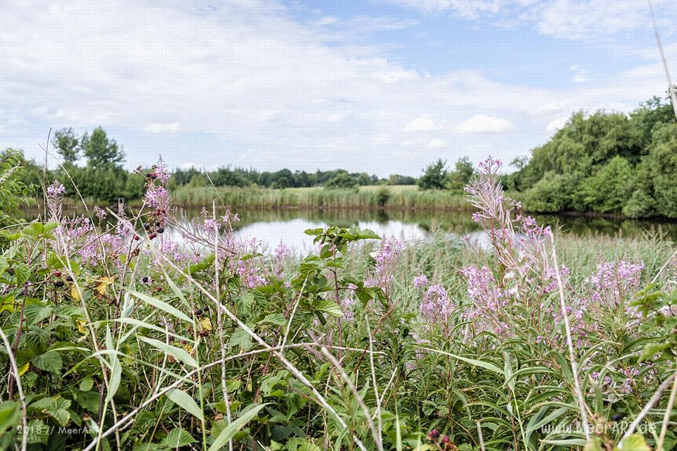 Das idyllische Naturschutzgebiet Langenhorner Heide in Nordfriesland // Foto: MeerART / Ralph Kerpa