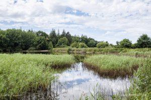 Das idyllische Naturschutzgebiet Langenhorner Heide in Nordfriesland // Foto: MeerART / Ralph Kerpa