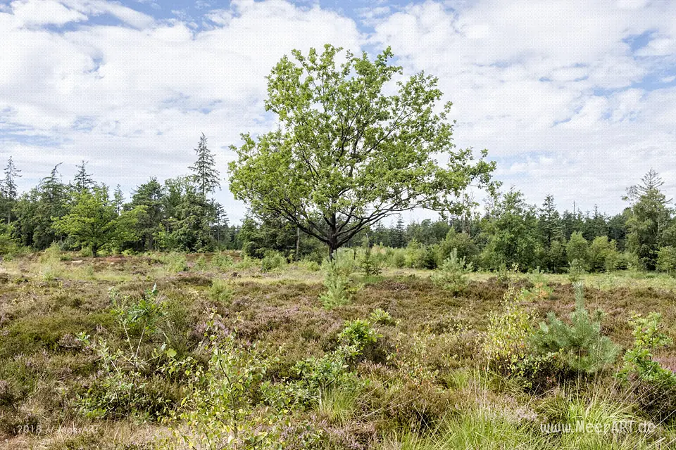 Das idyllische Naturschutzgebiet Langenhorner Heide in Nordfriesland // Foto: MeerART / Ralph Kerpa